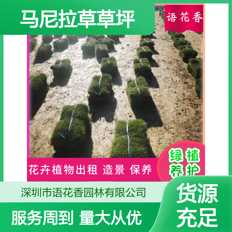 马尼拉草草坪 矮生百慕大品种 再生能力强 适用于高档小区绿化