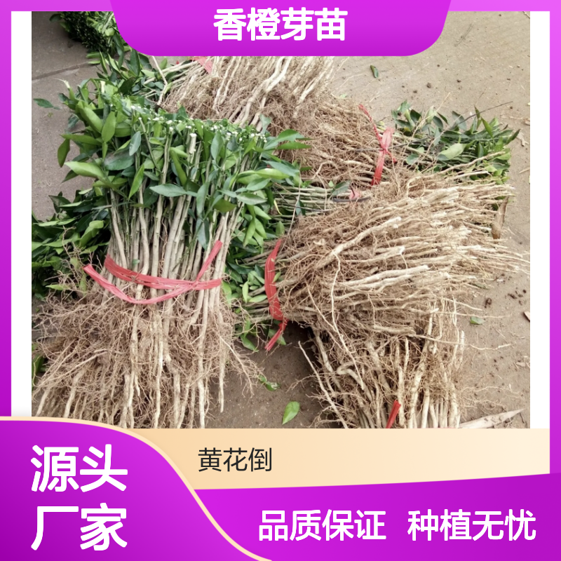 香橙芽苗 批发供应 果园优选 抗病性强 耐寒耐旱