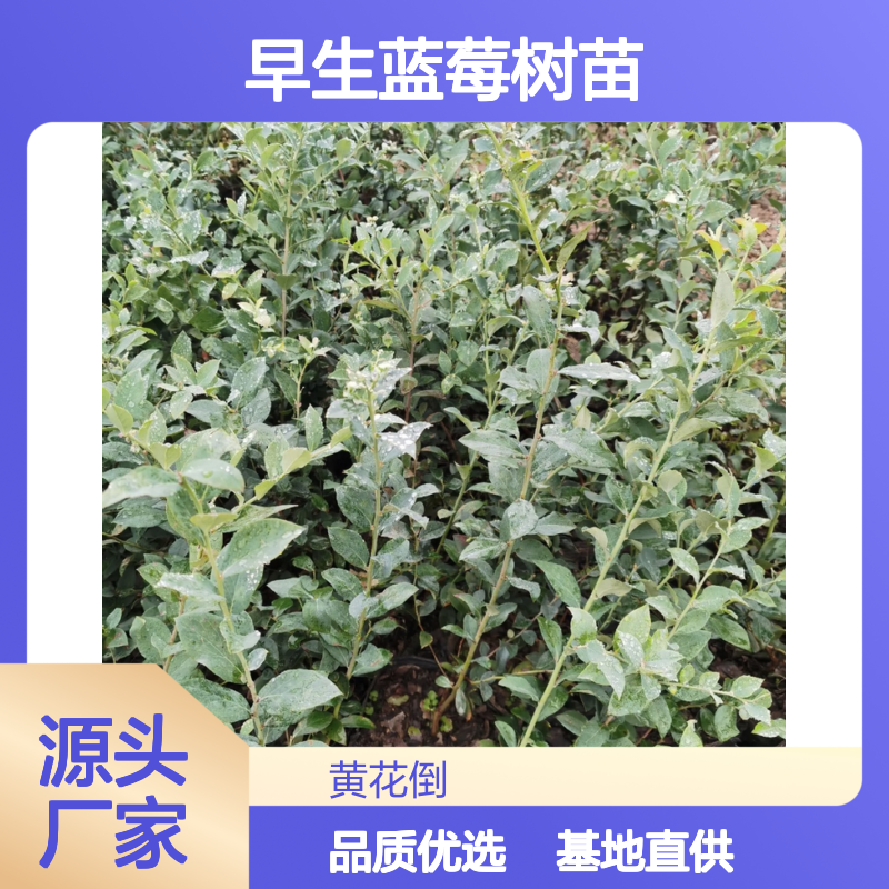 早生蓝莓树苗 基地直供 品质保证 果味浓郁 耐寒性强