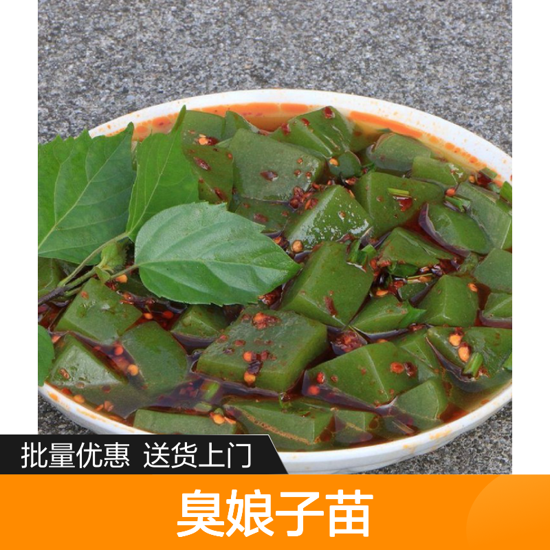 臭娘子苗 早春移栽 高产常绿灌木 生长迅速 易于修剪
