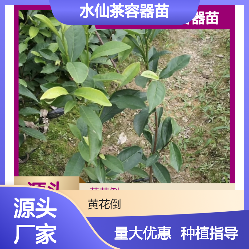 水仙茶容器苗 基地直发 当天起苗 品质保证 技术领先
