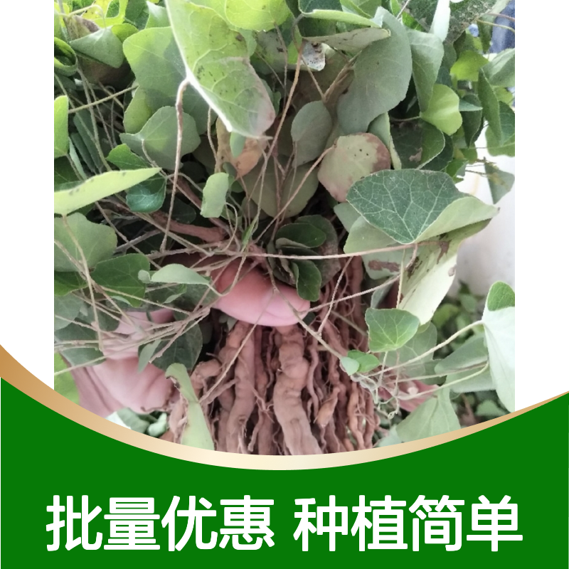 土木香苗 批发种植 园林优选 生长迅速 易于繁殖