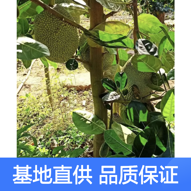 榴莲蜜苗批发 常绿乔木果树苗木 成活率高 管理简单