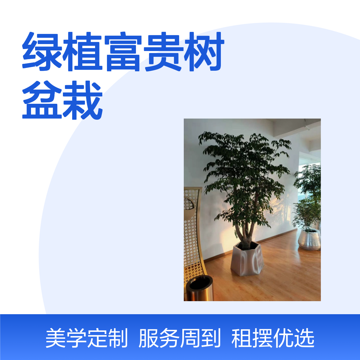 富贵树绿植盆栽 办公室大堂优选 空间定制 智能养护