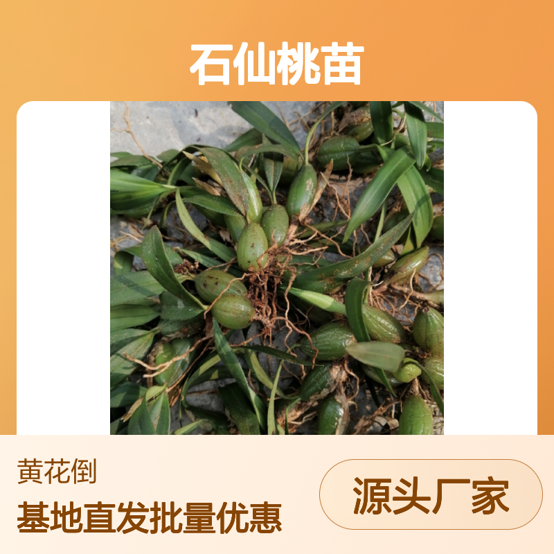 石仙桃苗百亩种植 批发基地直供 品质保证 附生草本