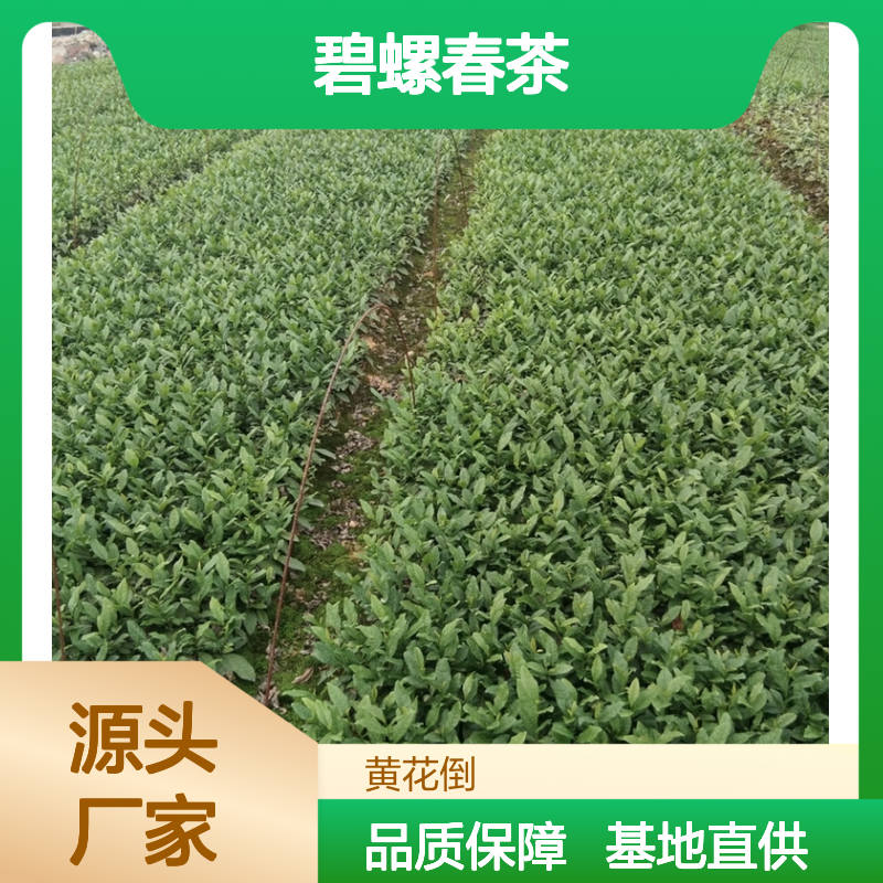 苗木合作社自营 碧螺春茶小杯苗 品质优良 专业培育