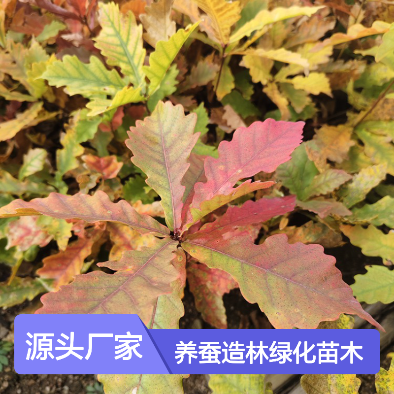 橡子树 辽东栎树苗 夏叶浓密 秋色绚烂 根系发达 养蚕造林绿化苗木