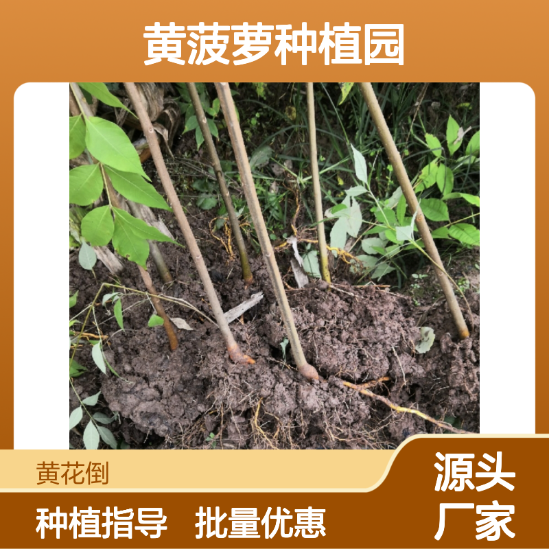 精选黄菠萝树苗批发供应 品质优良 生长迅速 高产稳产