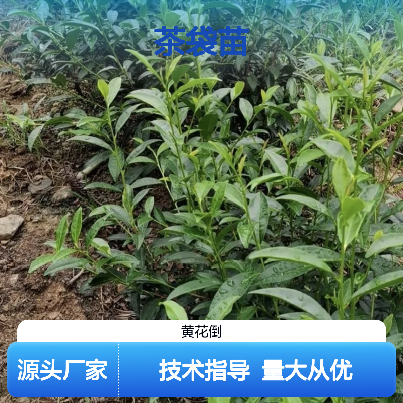 瑞香305茶袋苗 产地直发种植技术 常绿灌木 管理便捷