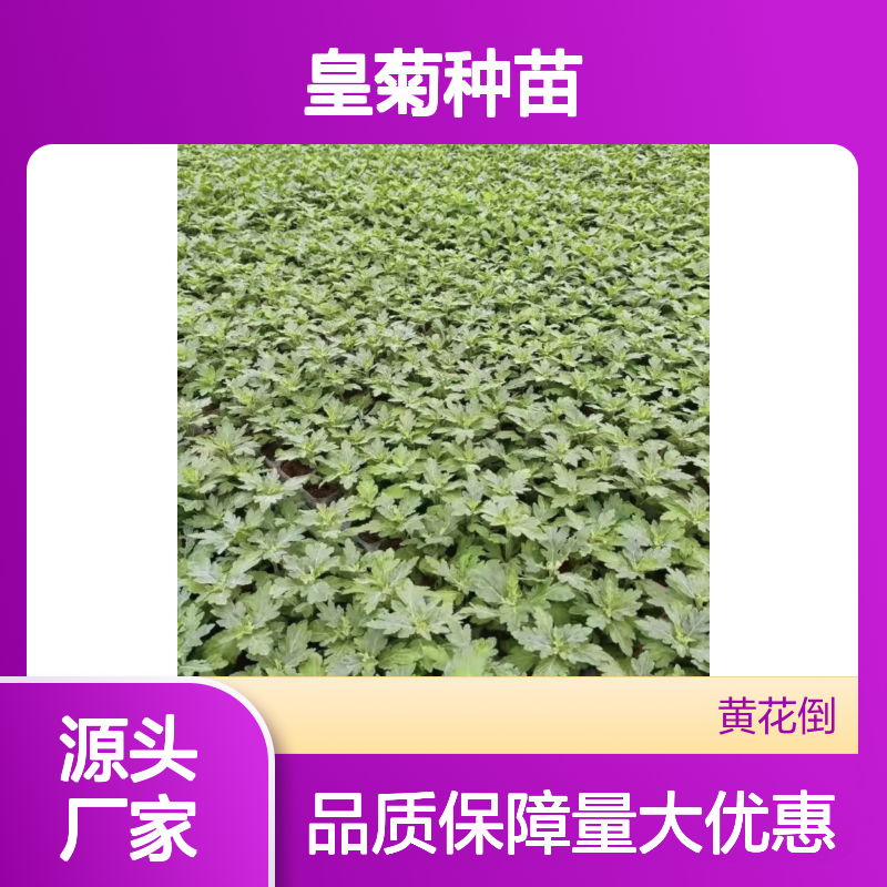 皇菊种苗 批发供应 百亩种植园直供 技术支持 生长旺盛