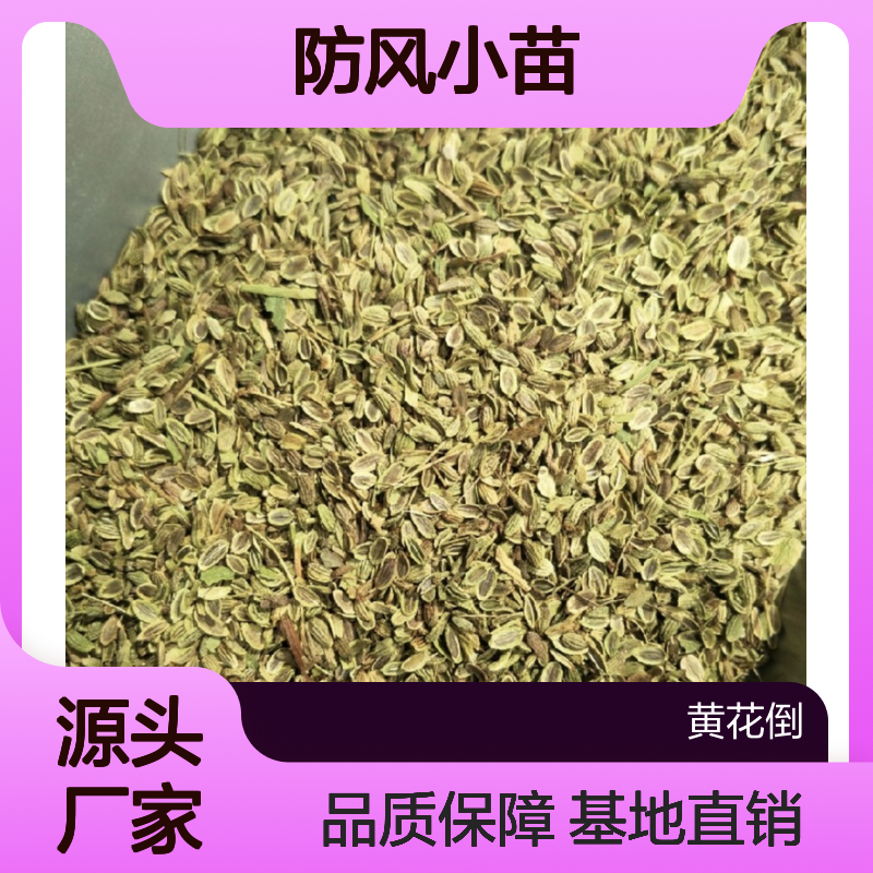 防风小苗 耐寒耐旱 基地直供 种植指导 高产稳产