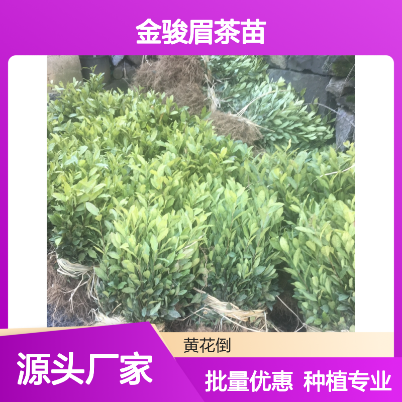 精选金骏眉茶苗 种植区直供茶苗 品质优良 成活率高