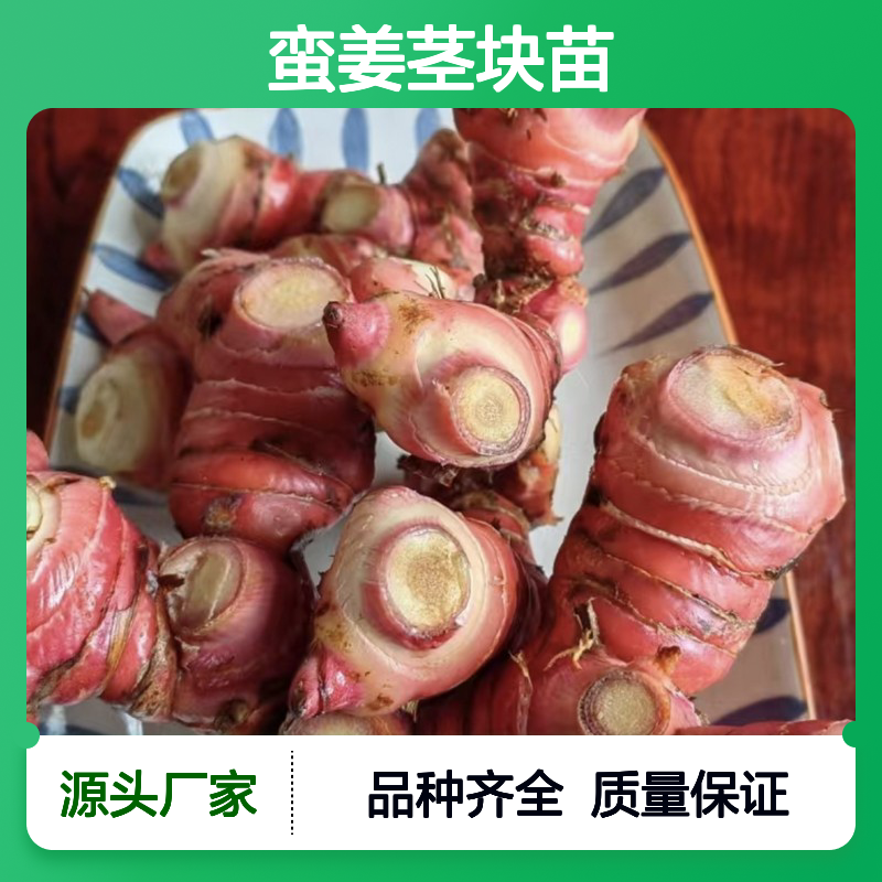 农户直供蛮姜茎块苗 品种齐全质量保证根系发达种植好管理