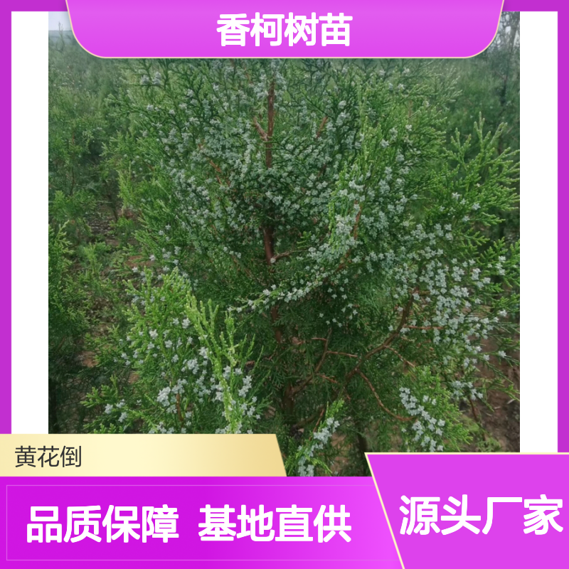 香柯树苗 基地直供 绿化优选 生长迅速 抗寒耐旱