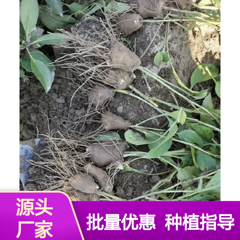 白术种苗 百亩种植园直供 个大肉厚 香气浓郁 高产稳产