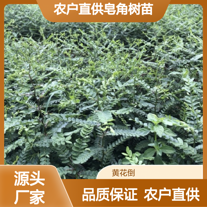 农户直供皂角树苗 多年生根系发达成活高规格齐全