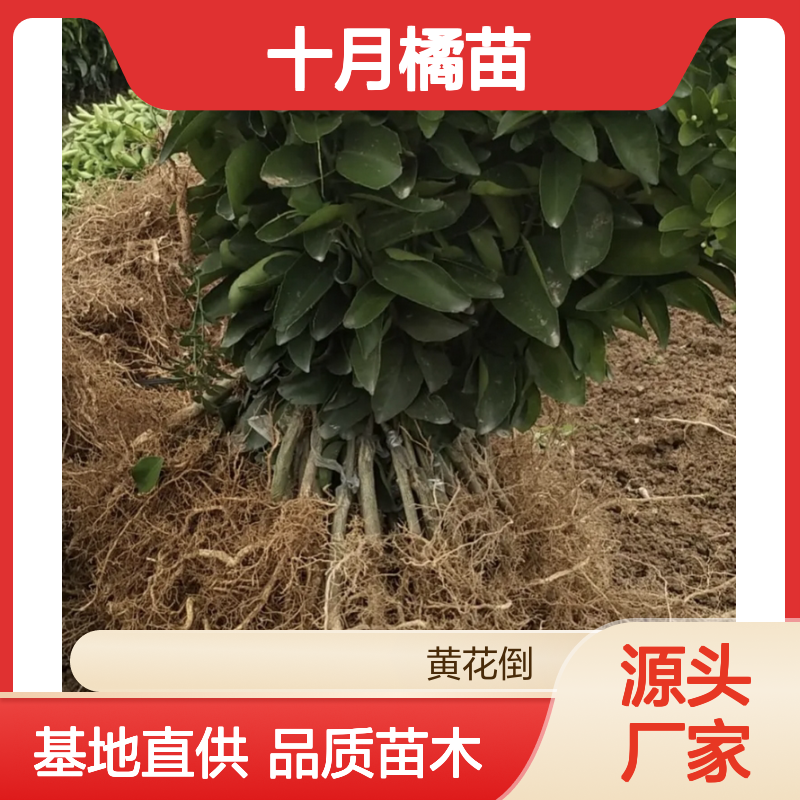 十月橘苗 沙糖桔果树苗木 基地直供 绿色健康 透光性强