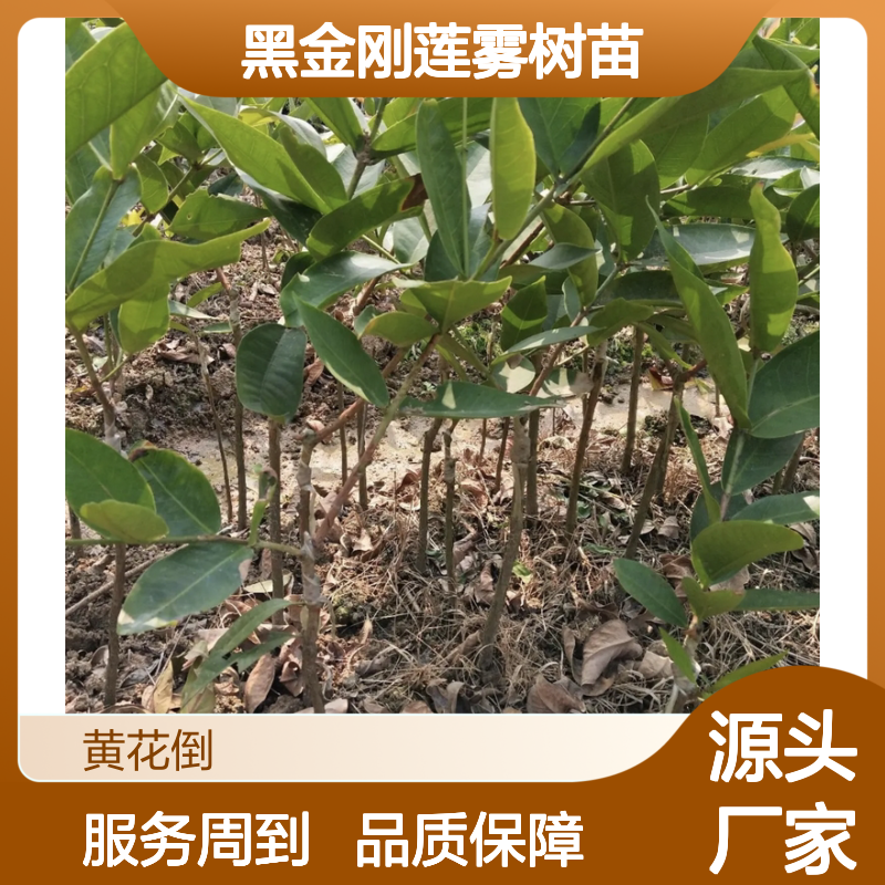 黑金刚莲雾树苗 批发种植指南 高产稳产 果味香甜