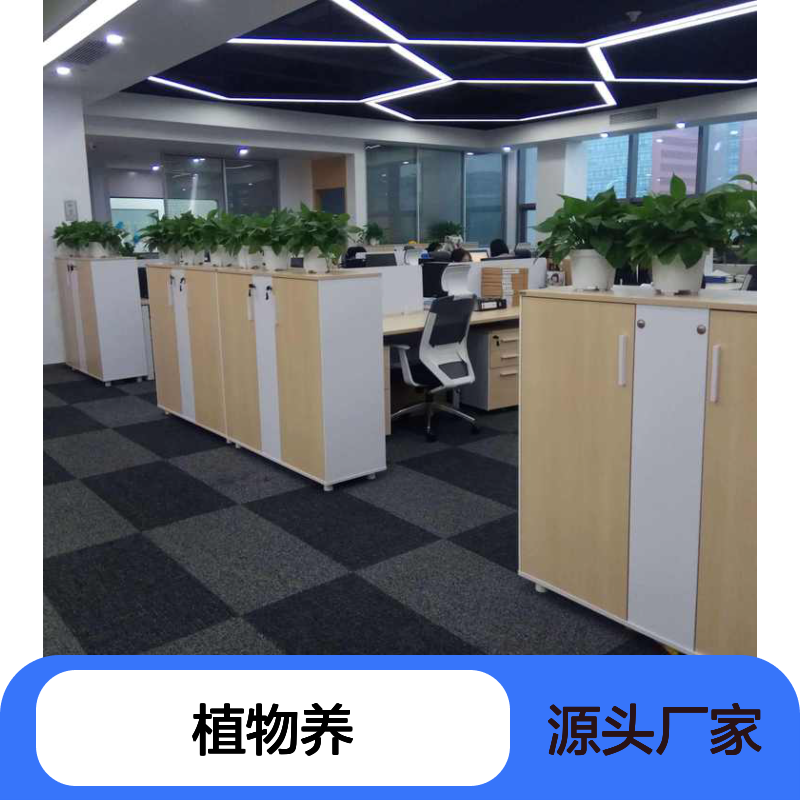 南韵竹风植物租赁服务,专业养护绿植盆栽 品质如一