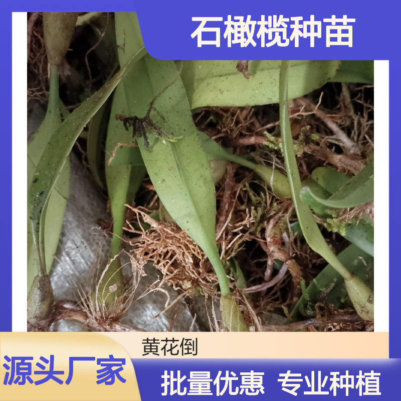 石橄榄种苗 种植主产区直供 批发基地 品质优良