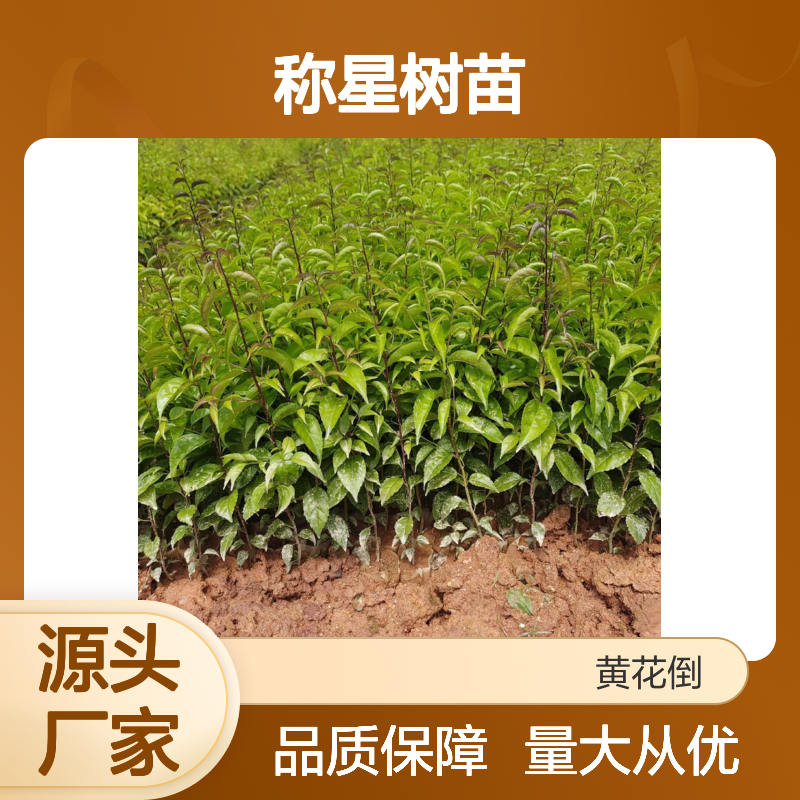 称星树苗 百亩基地直供 品质保证 批发优惠 自然生长