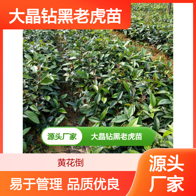 大晶钻黑老虎苗 百亩种植园直供 品质优良 易于管理