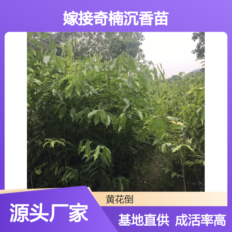 嫁接奇楠沉香苗 批发种植基地直供 品质优良 高成活率