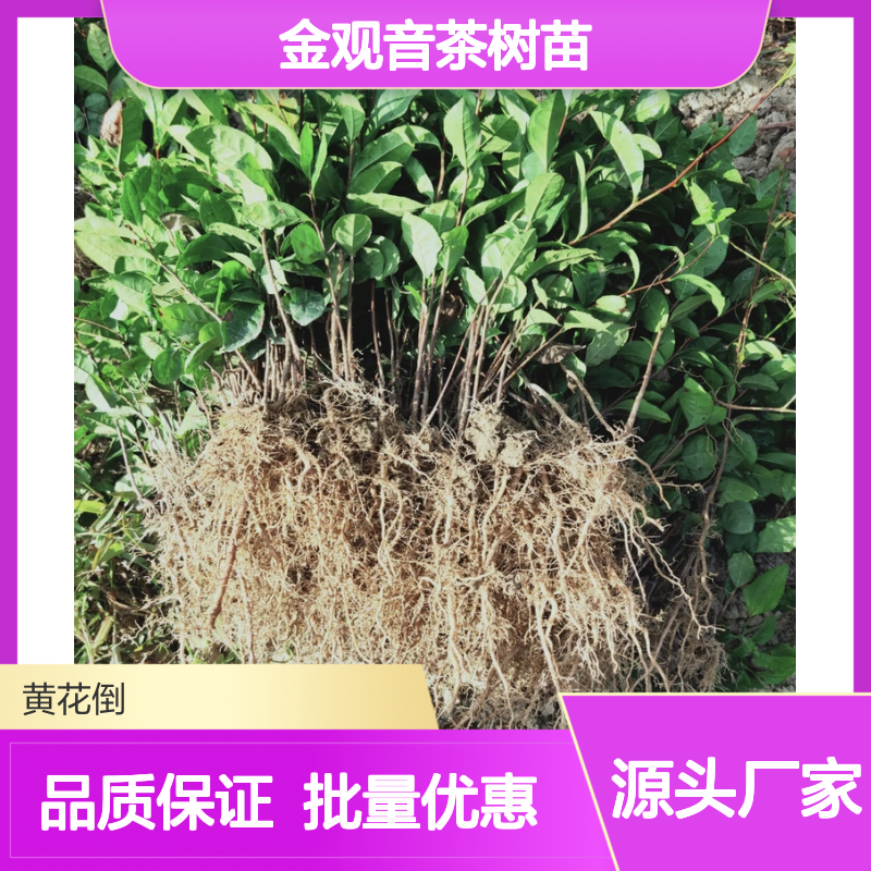 金观音茶树苗 基地直供 优质茶苗 园林植物 常绿灌木