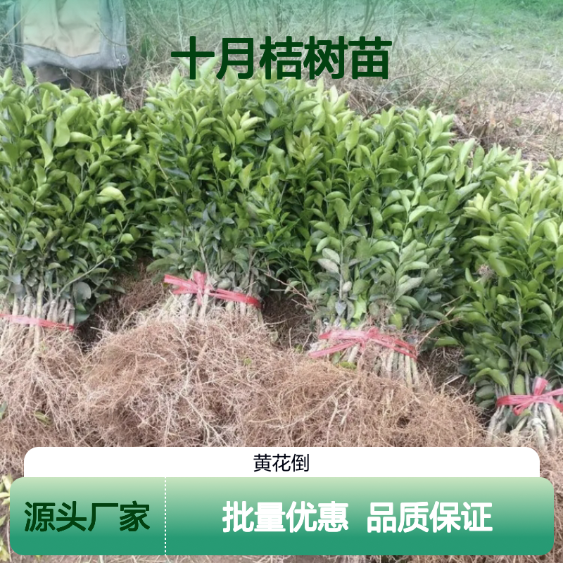 十月桔树苗 批发基地直供 沙糖桔果树苗木 稳产丰产