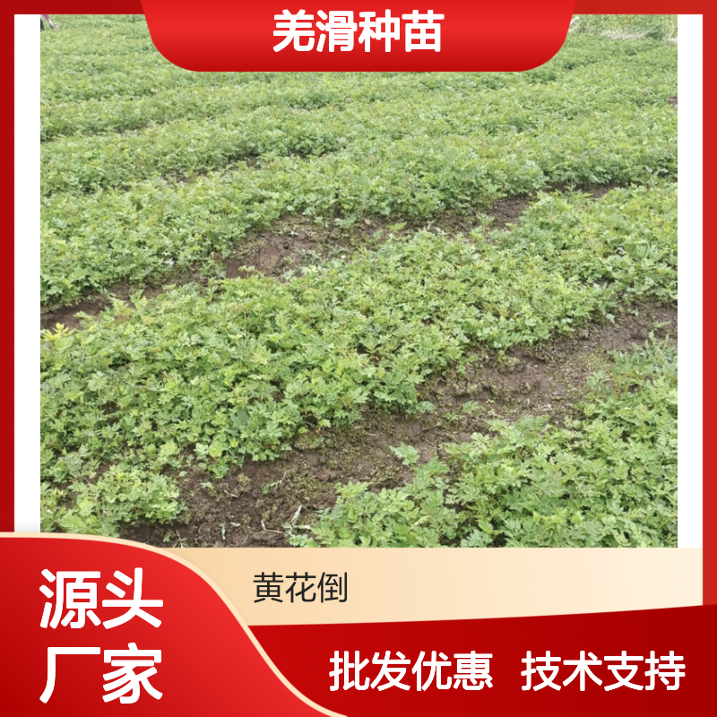 羌滑种苗 优质草类植物品种 生长迅速 适应性强