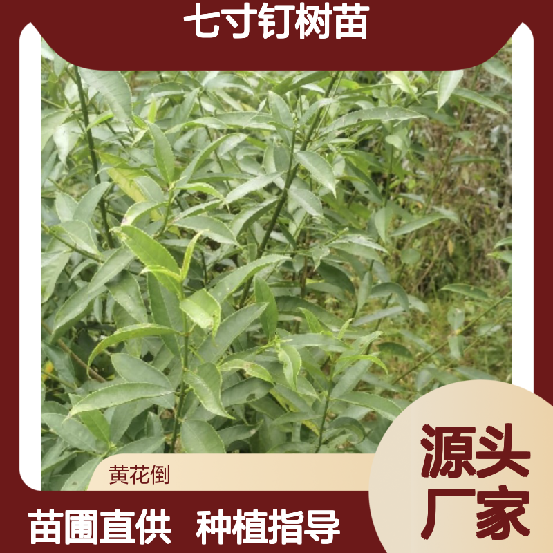 七寸钉树苗 种植技术分享 丰产优选 直供品质 果形美观