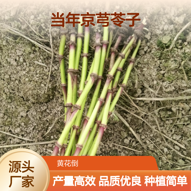 新采收当年京芎苓子 川芎种子基地直供 产量稳定