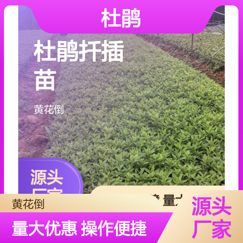 杜鹃百亩基地直供 扦插苗园林优选 庭院造景优选品种