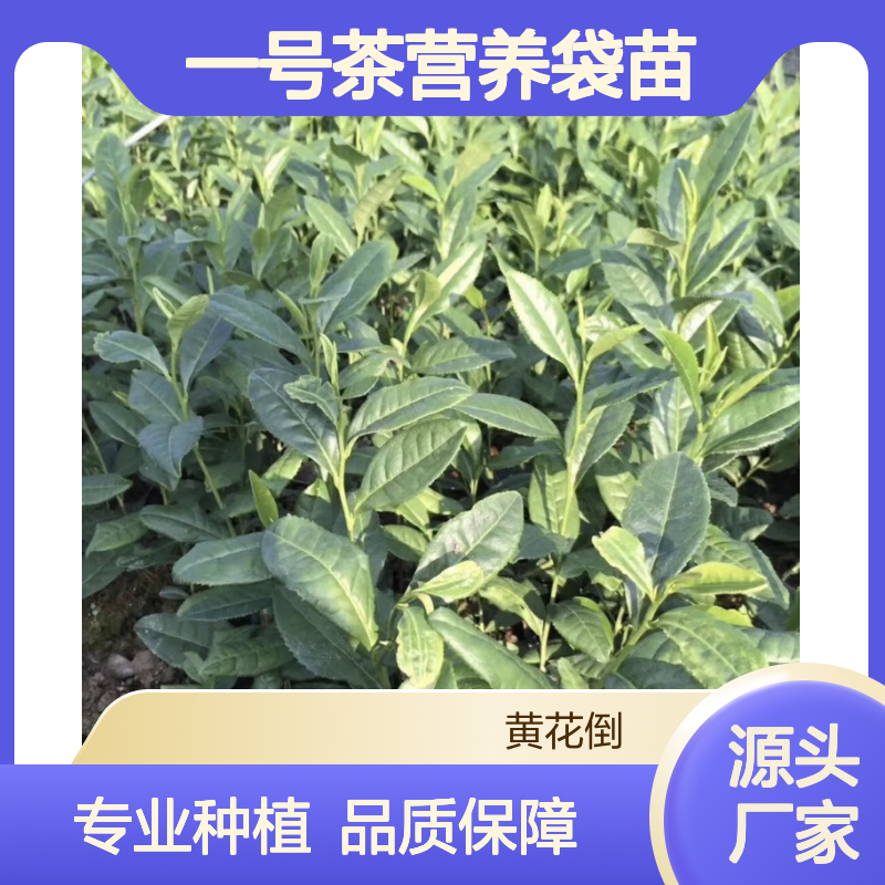 农户直供中黄一号茶营养袋苗 品质纯正 包教技术