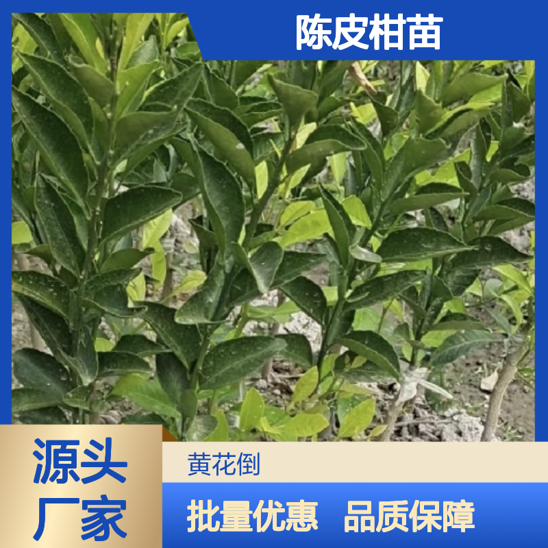精选陈皮柑苗 茶枝柑品系 果农优选 产地直供 种植专业