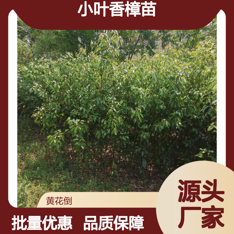 小叶香樟苗 园林绿植批发 移栽易活 驱蚊防虫 环保树种