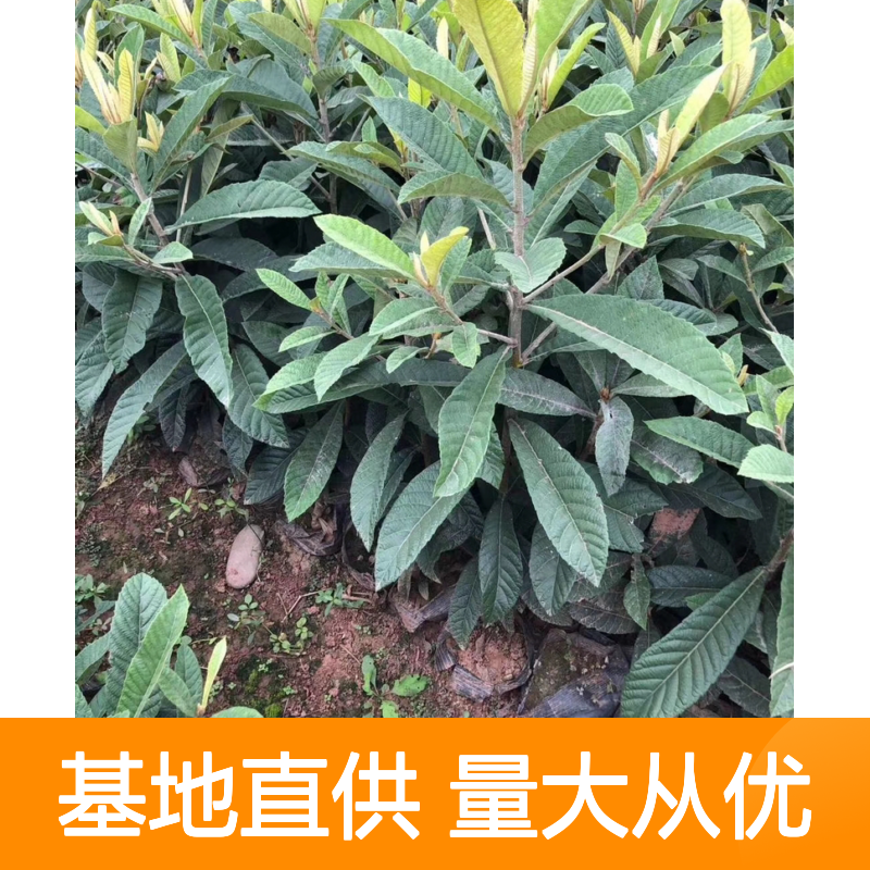 早钟枇杷树苗 批发种植 优选品种 生长迅速 适应性强