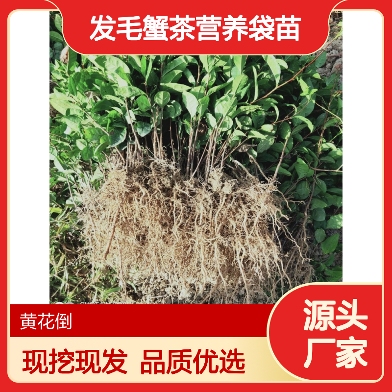 当天起苗 毛蟹茶营养袋苗 苗圃直供 品质保证 种植技术