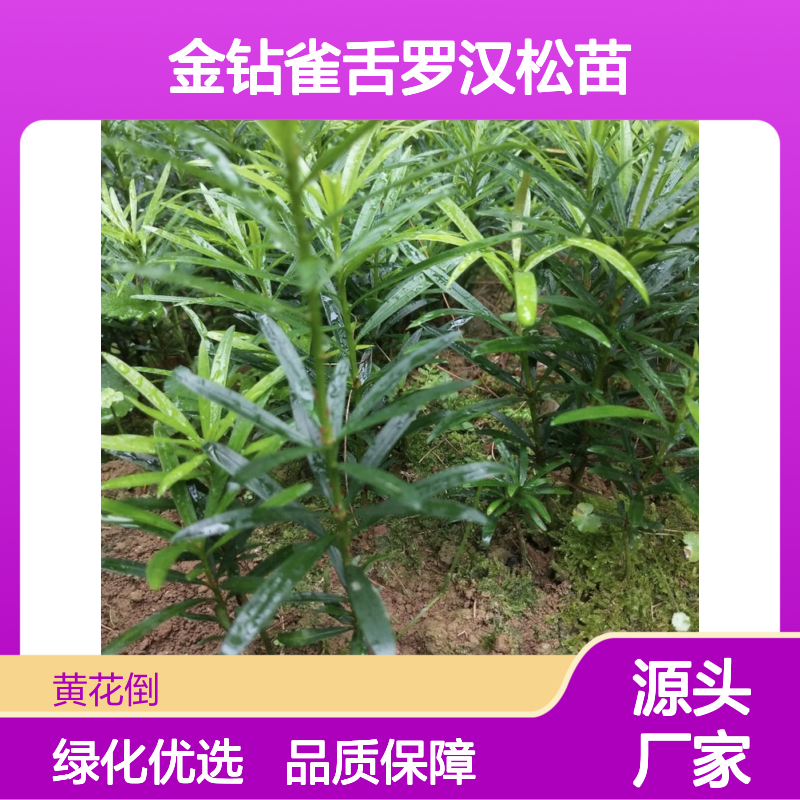 金钻雀舌罗汉松苗 庭院绿化优选 神韵清雅 雄浑苍劲