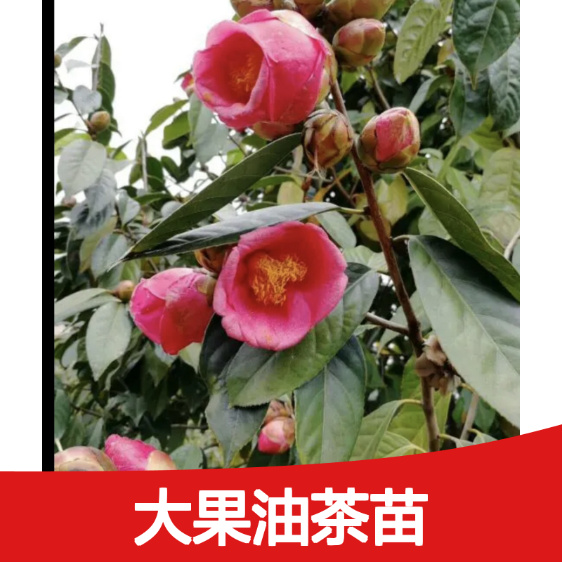 大果油茶苗 基地直供 高产油茶品种 适应性强 嫁接成活