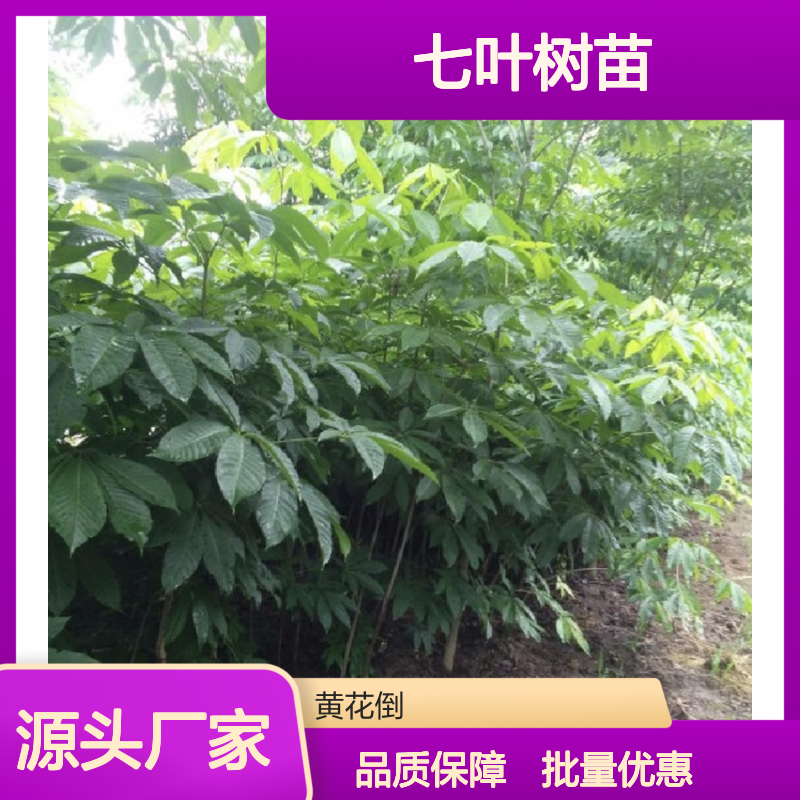 七叶树苗 园林植物常绿灌木 批发供应 生长迅速