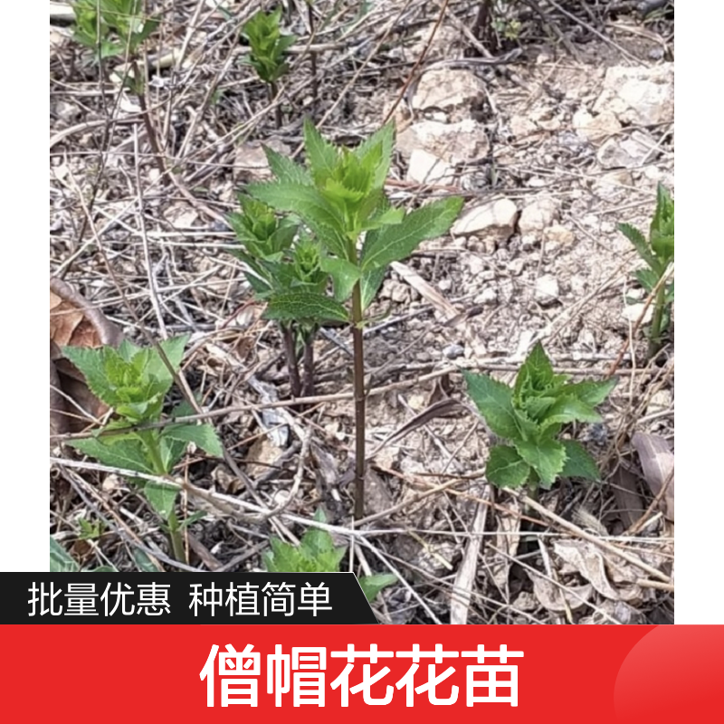 僧帽花花苗 百亩种植区直供 生长迅速 耐寒耐旱