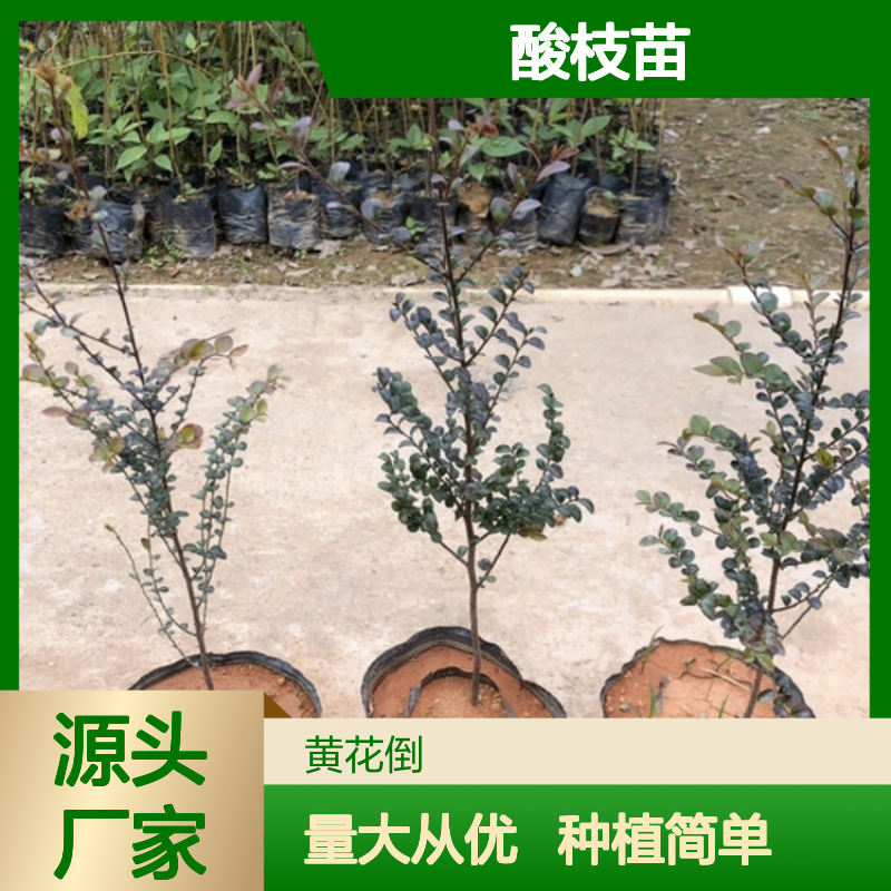 酸枝苗百亩基地直供 批发零售兼营 品质优良 商业价值高