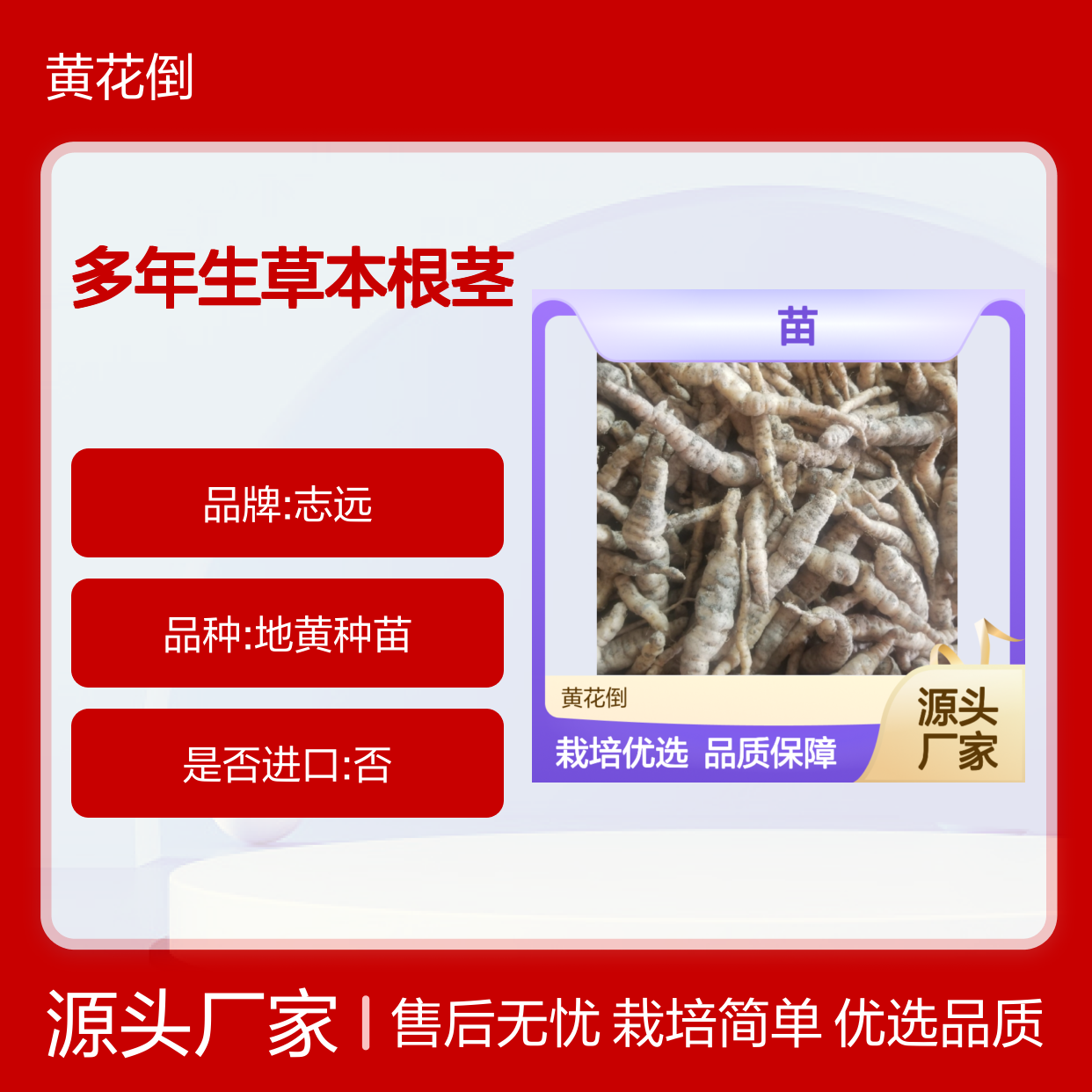芐苗批发 多年生草本根茎繁殖 栽培简单 管理方便