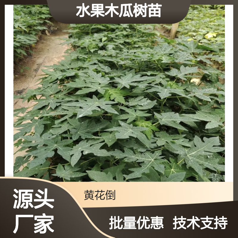 批发水果木瓜树苗 老壮苗优选 基地直供 易于培育