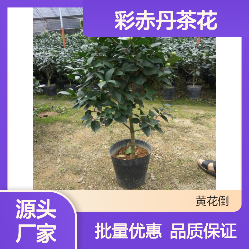 彩赤丹茶花树苗 批发基地直供 四季常青 栽盆栽皆宜