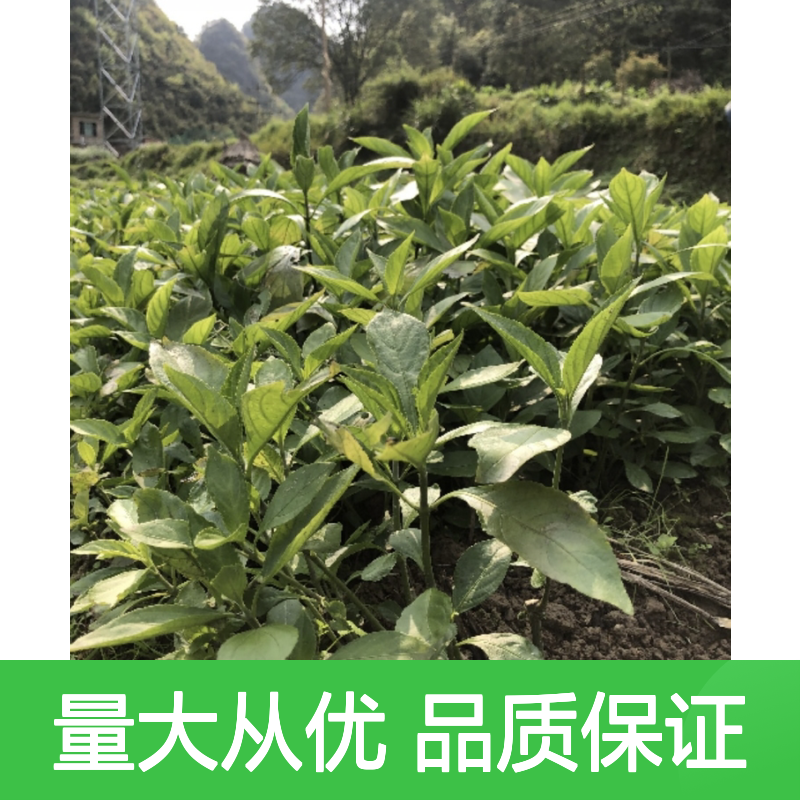 山蓝苗种植基地 批发零售山蓝苗 管理精细 耐寒耐冻