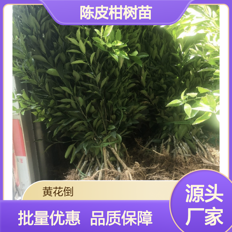 正宗新会陈皮柑树苗 适应性强 易成活 嫁接繁育