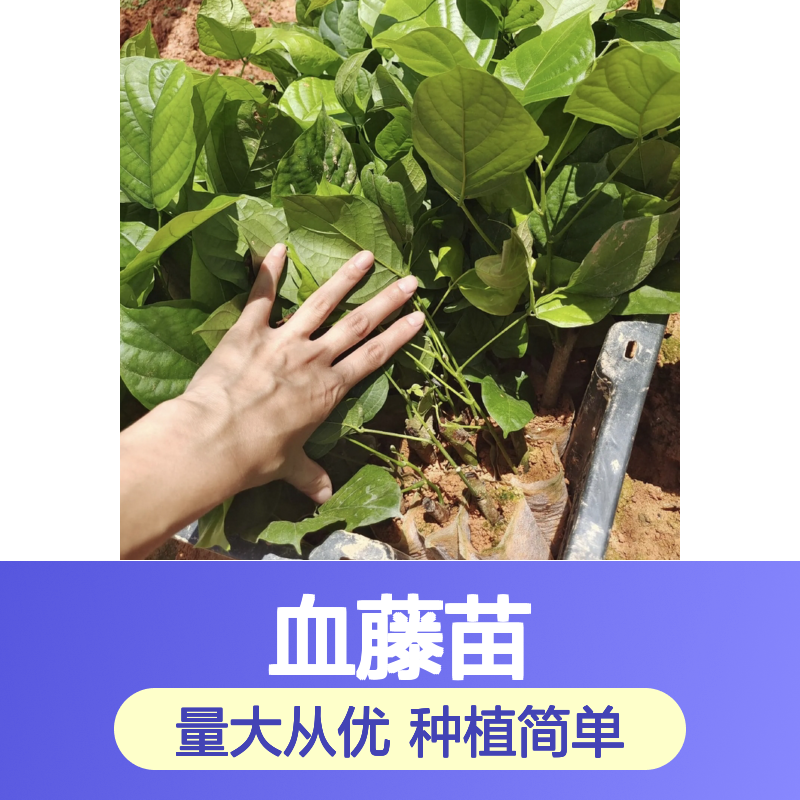 血藤苗基地直供 优质鸡血藤苗 种植技术指导 扦插易活