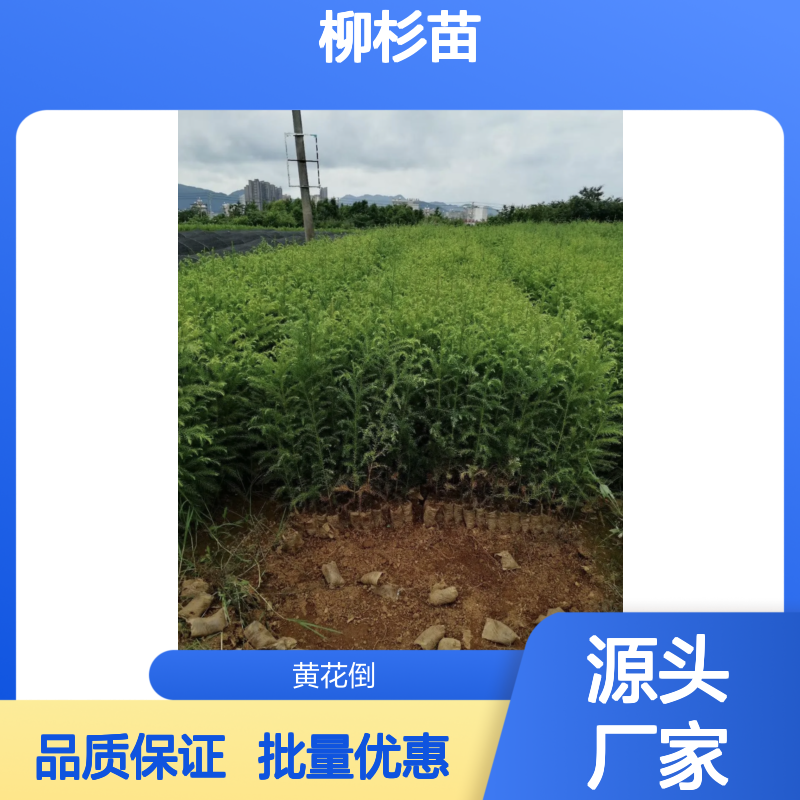 柳杉苗种植基地 直供优质柳杉树苗 造林佳品 生长迅速